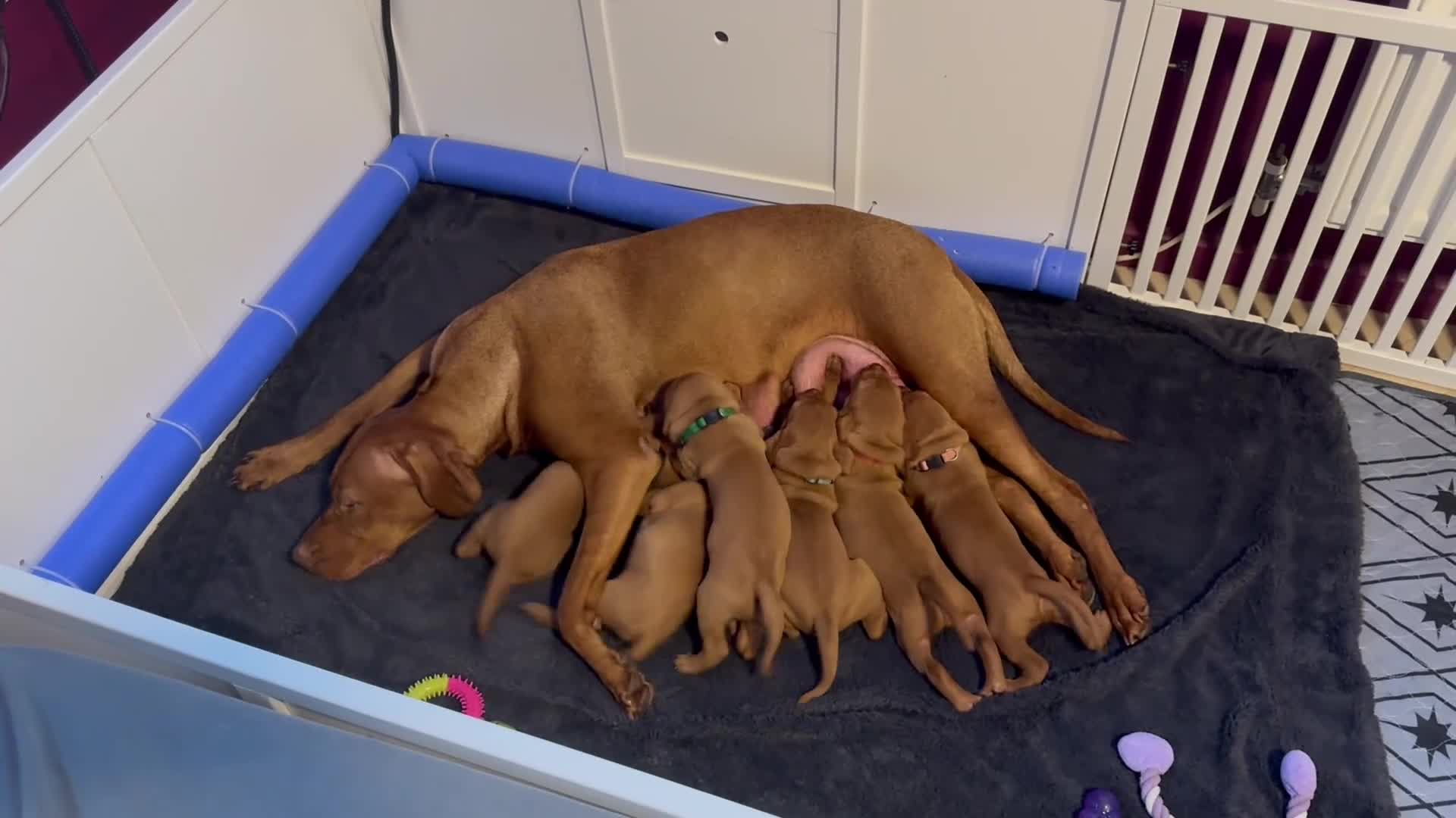 Hungarian Vizsla dogs for sale: Part Trained Daisy’s 2nd litter Hungarian vizsla - Video 1