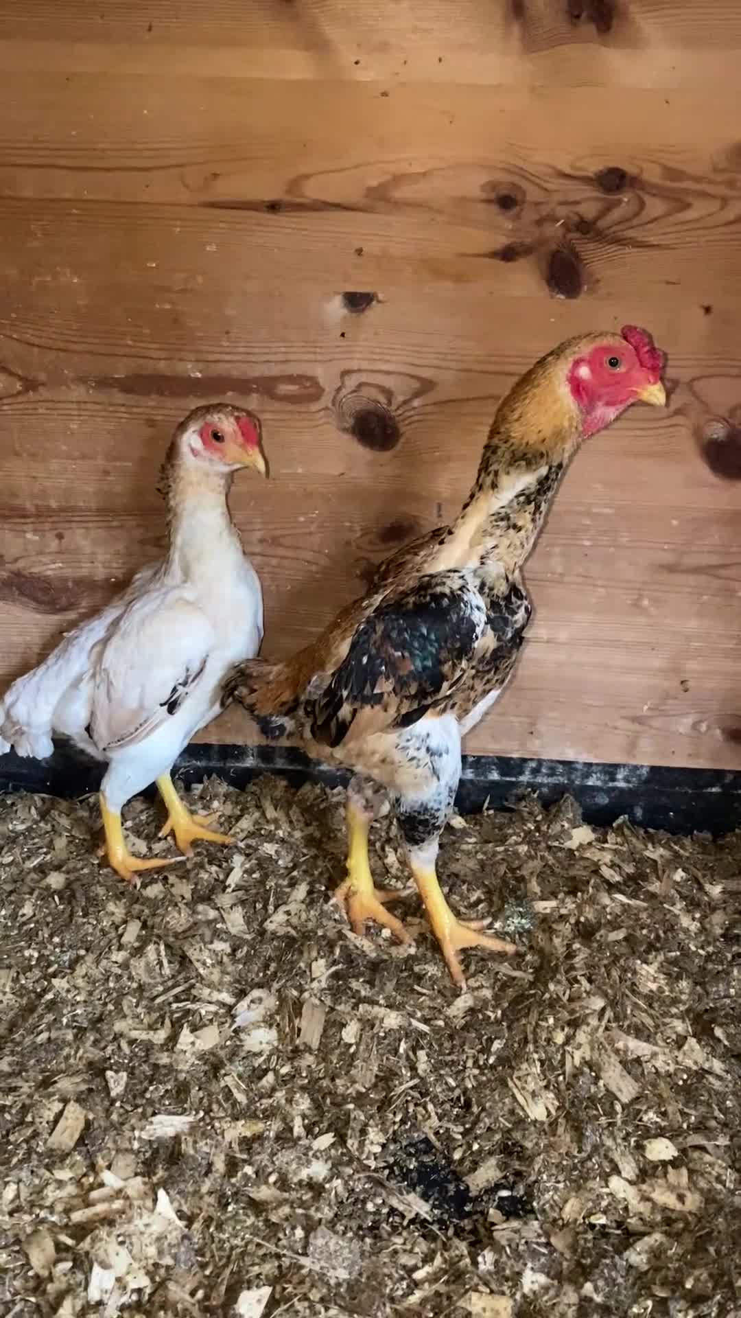 Chickens poultry for sale: Ko Sharma three pairs - Video 1