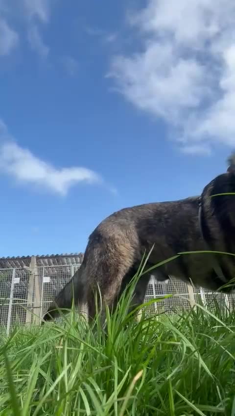 Mixed Breed dogs for sale: Adopt beautiful Bertie !!!  in Esher - Video 1