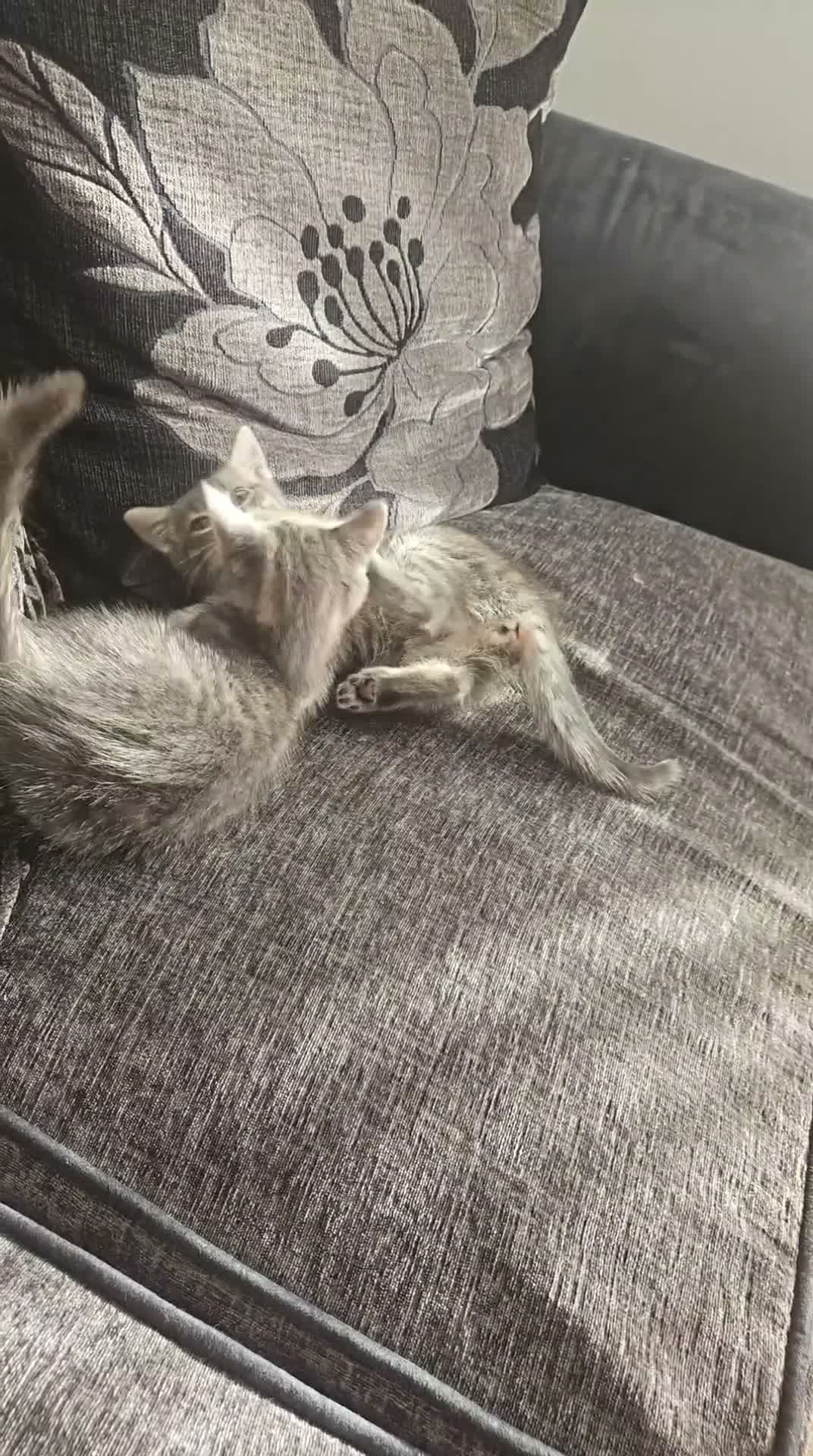Mixed Breed cats for sale: Lovely kitten - Video 1