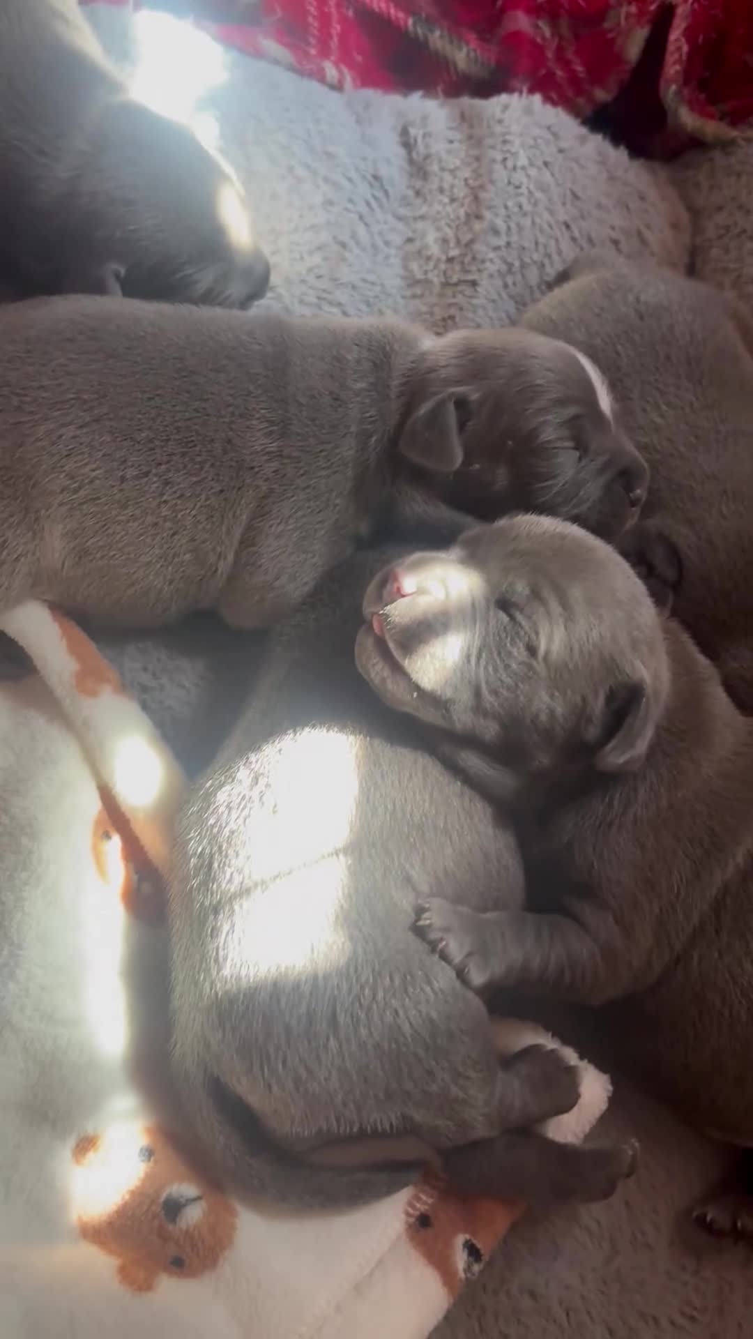 Staffordshire Bull Terrier dogs for sale: Staffordshire Bull Terrier pups - Video 2