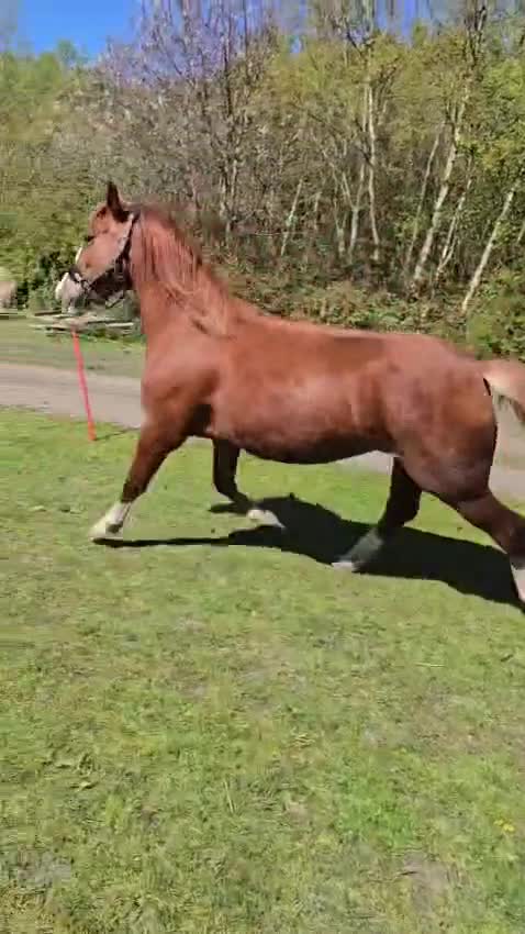 Mixed Breed livestock for sale: Welsh X mare in Ashington - Video 1