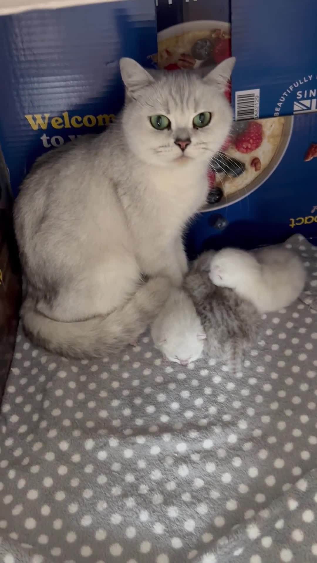 British Shorthair cats for sale: BSH Silver Tabby kittens for Sale! - Video 3