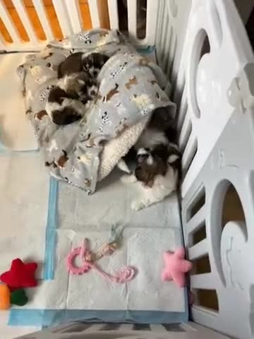 Lhasa Apso dogs for sale: Adorable babies  - Video 1