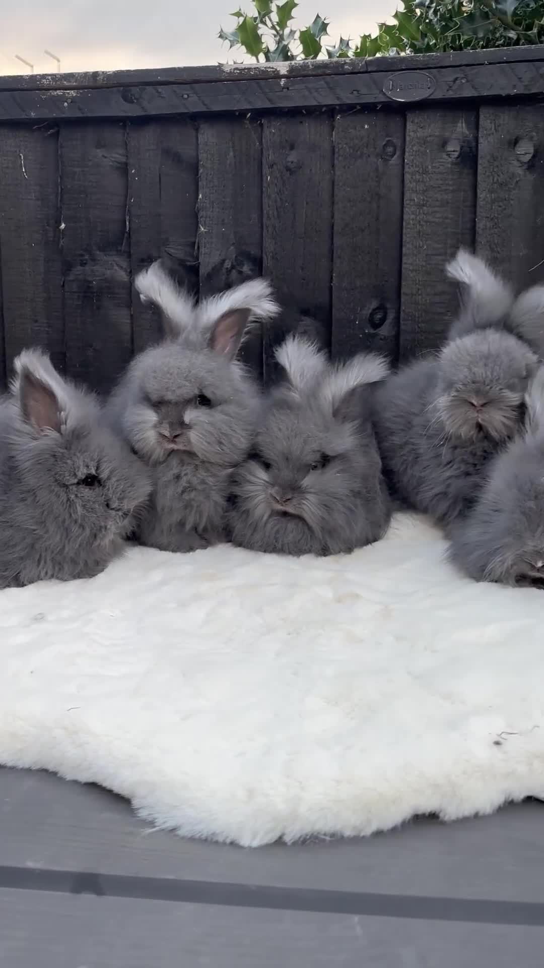 Angora rabbits for sale: Harlequin and blue (grey ) angoras  - Video 2