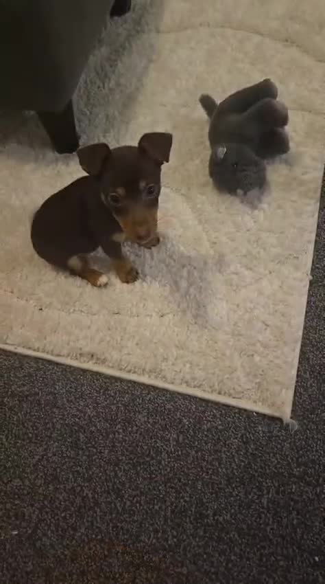 Jack Russell dogs for sale: Much Wenlock Jack Russel  in Queenborough - Video 1