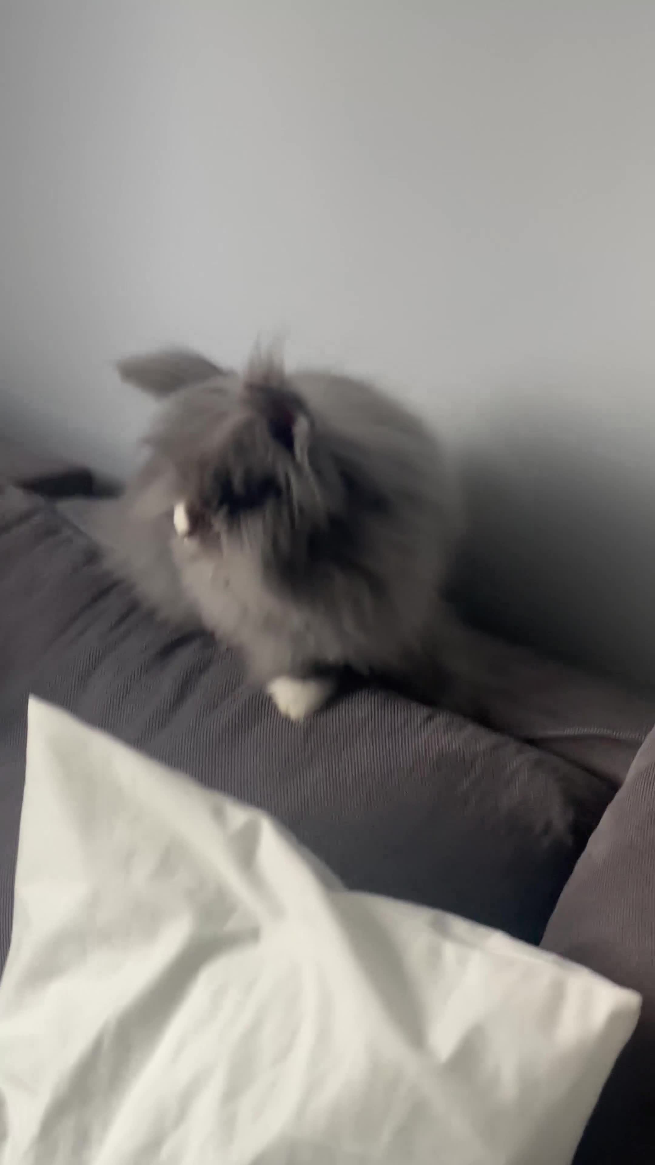 Lionhead rabbits for sale: Lionhead girl  - Video 1
