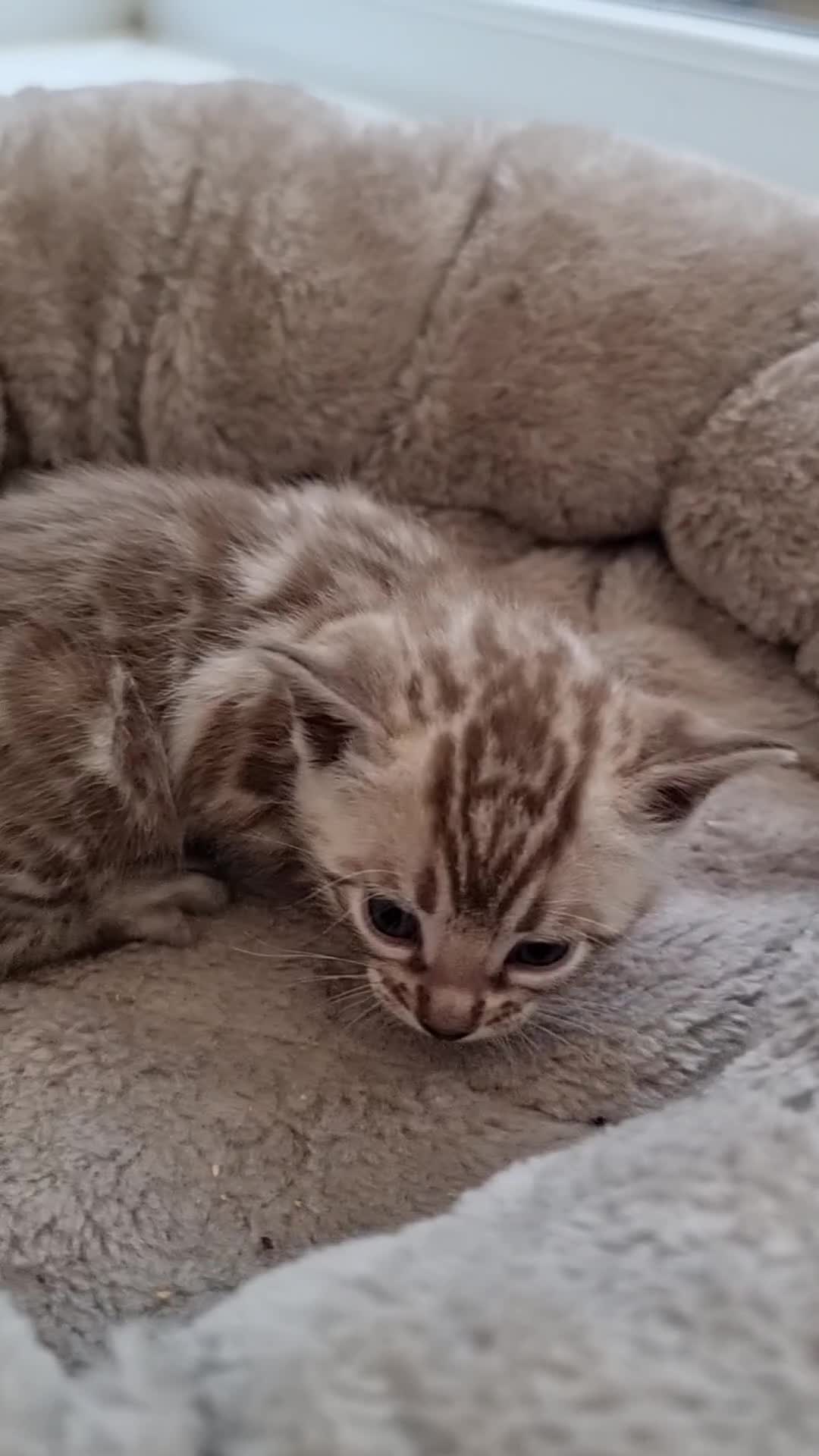 Bengal cats for sale: TICA Registered Bengal Kittens–Ready End Nov 25 - Video 1