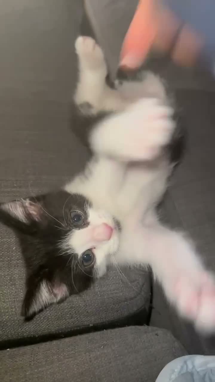 Mixed Breed cats for sale: domestic shorthair tuxedo boy in Cardiff - Video 1