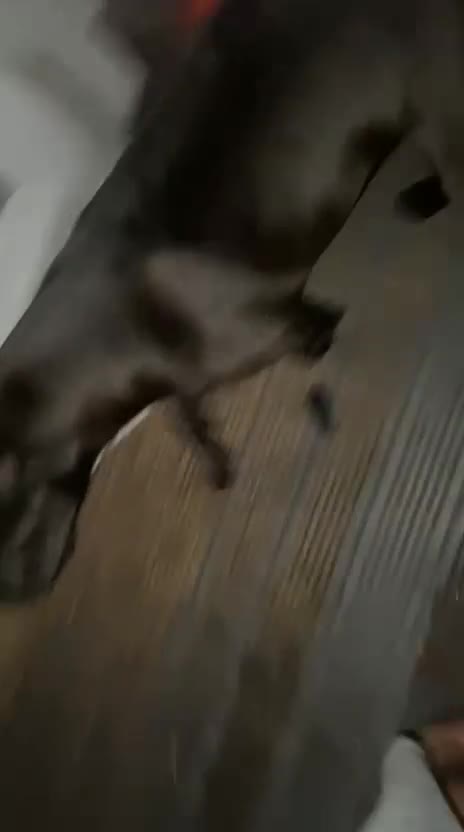 Cane Corso dogs for sale: Cane corso female  - Video 1