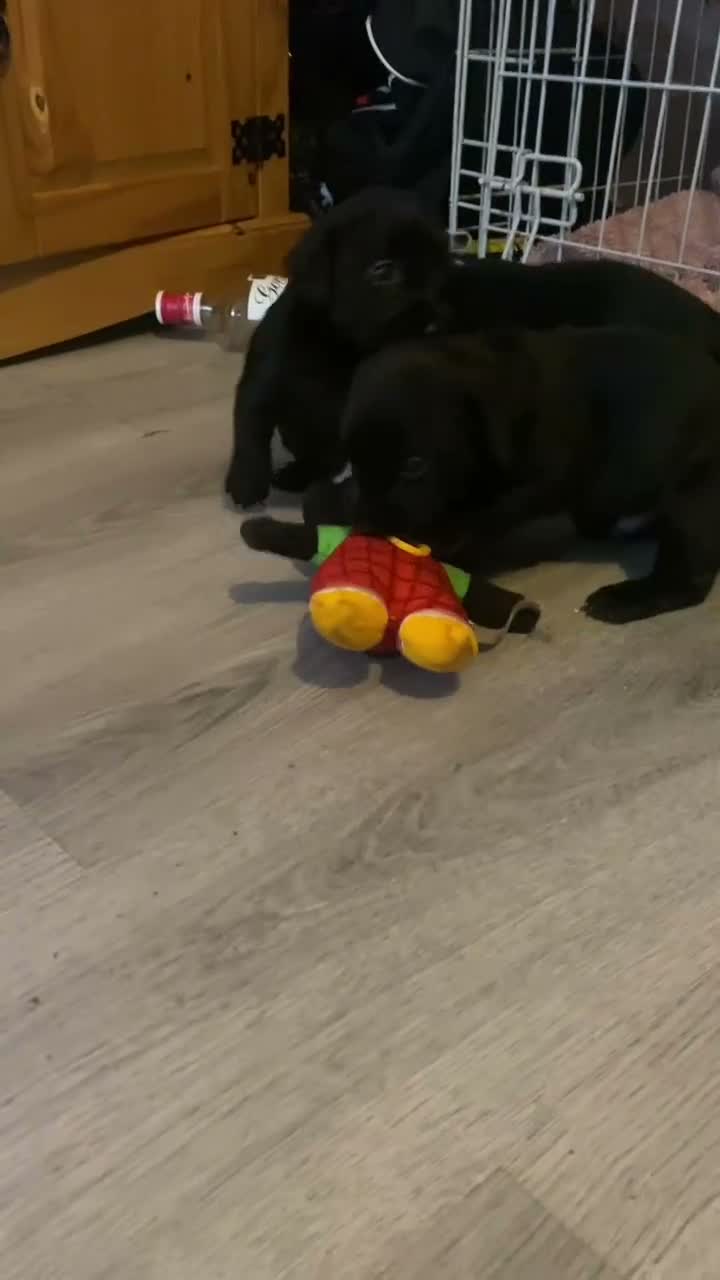 Mixed Breed dogs for sale: Labrador cross cockapoo - Video 1