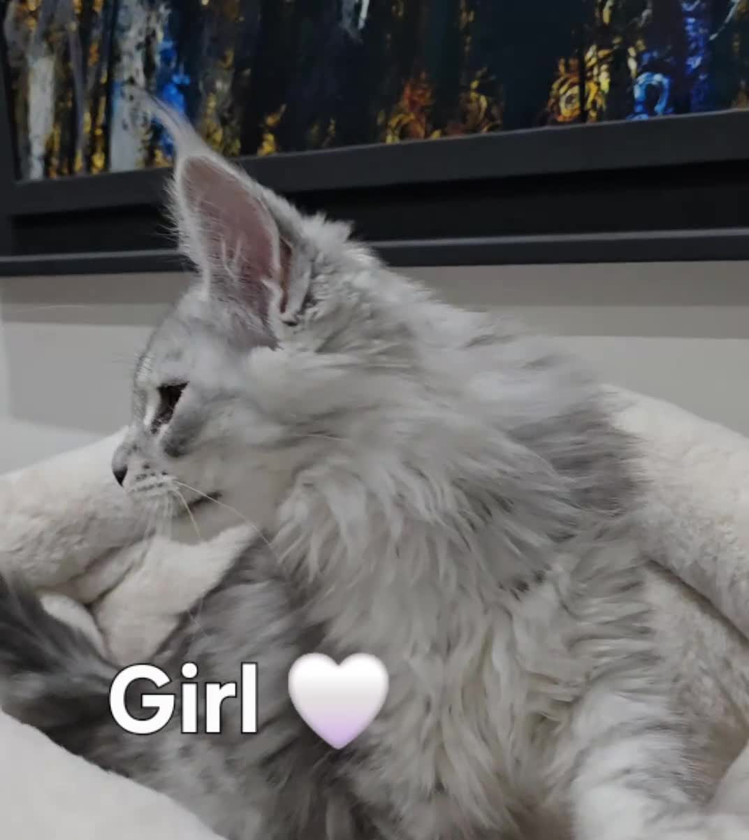 Maine Coon cats for sale: Pedigree TICA Maine Coon kittens READY  - Video 5