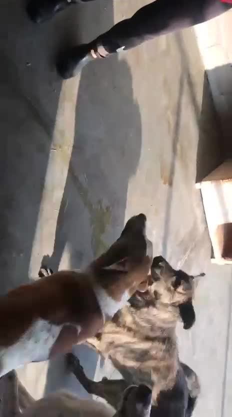 Mixed Breed dogs for adoption: Sasha. 3 yrs approx. Available for adoption. - Video 1