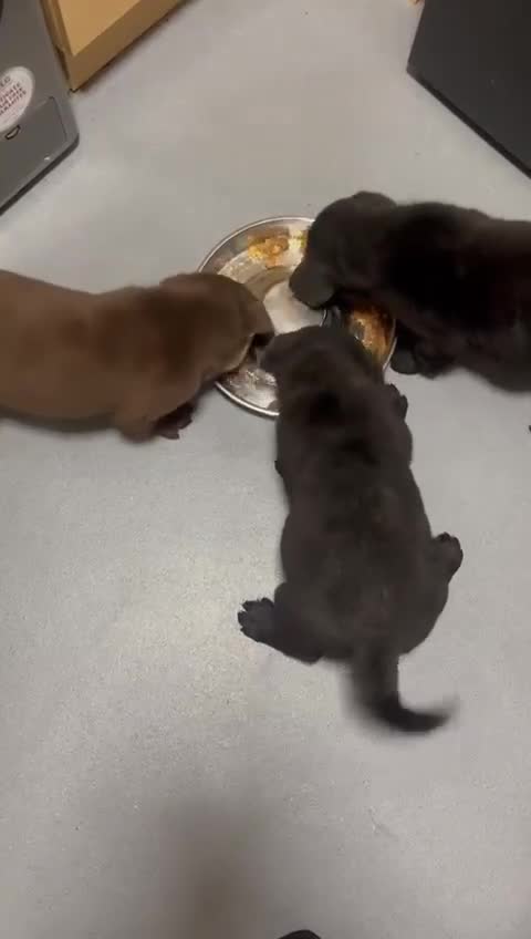 Labrador Retriever dogs for sale: Labrador Puppies Vet checked Ready to be rehomed - Video 1