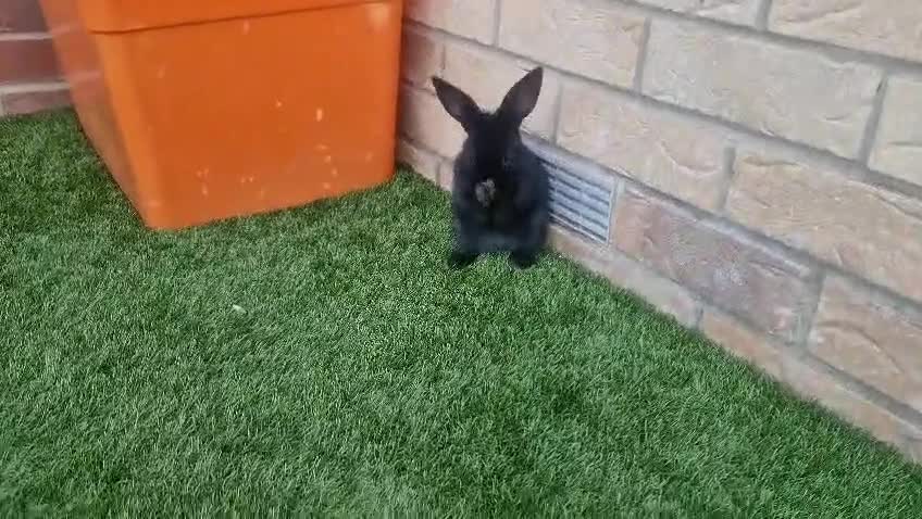Netherland Dwarf rabbits for sale: Beautiful mixed boy dwarf boys - Video 4