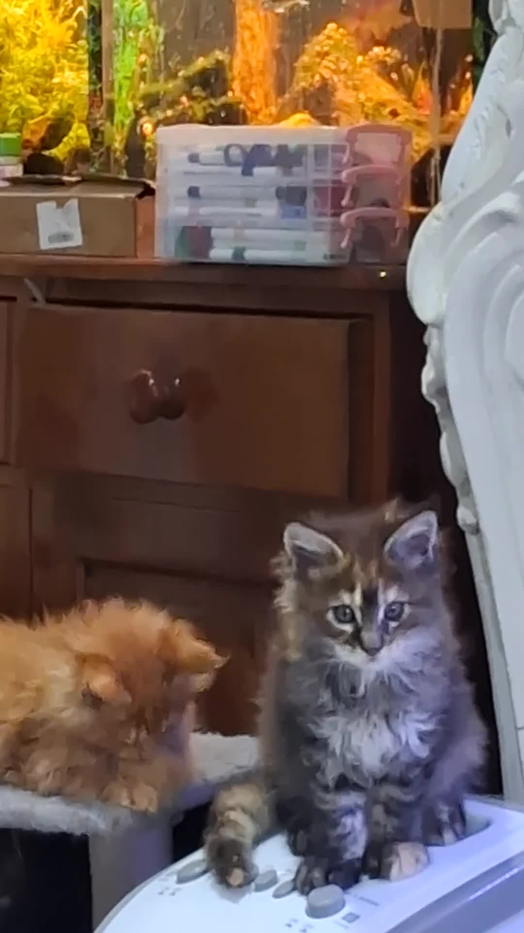 Maine Coon cats for sale: HOME BREED TICA REGISTERED KITTENS in King's Lynn - Video 3