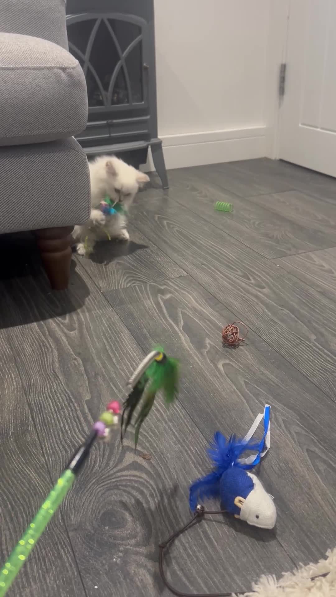 British Longhair cats for sale: Lilac golden tip female  - Video 1