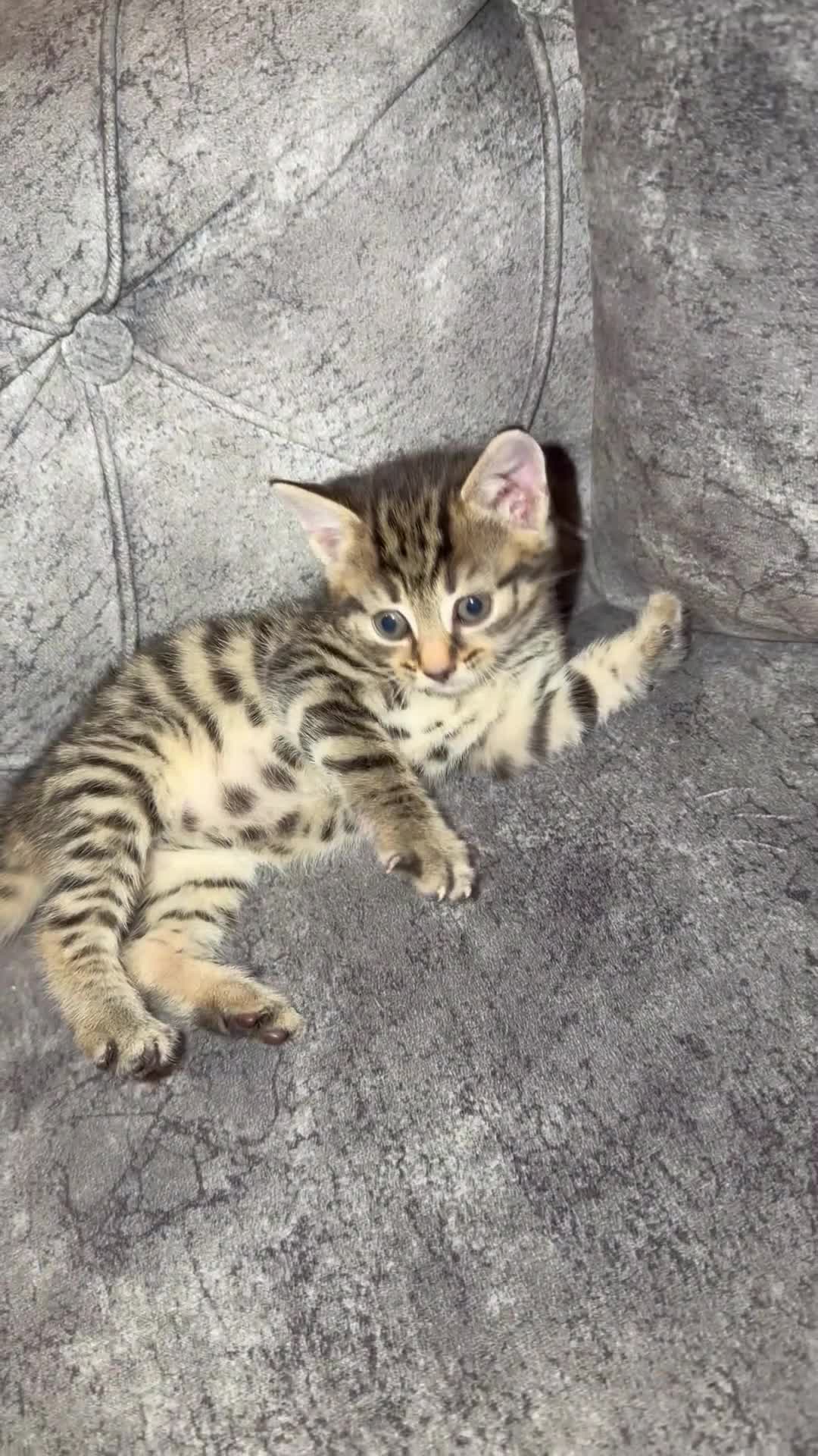 Mixed Breed cats for sale: Female Tabby Kitten - Video 2