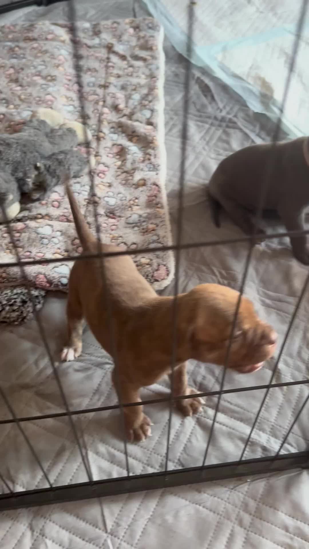 Mixed Breed dogs for sale: Beautiful American bulldog x cane corso puppies - Video 1