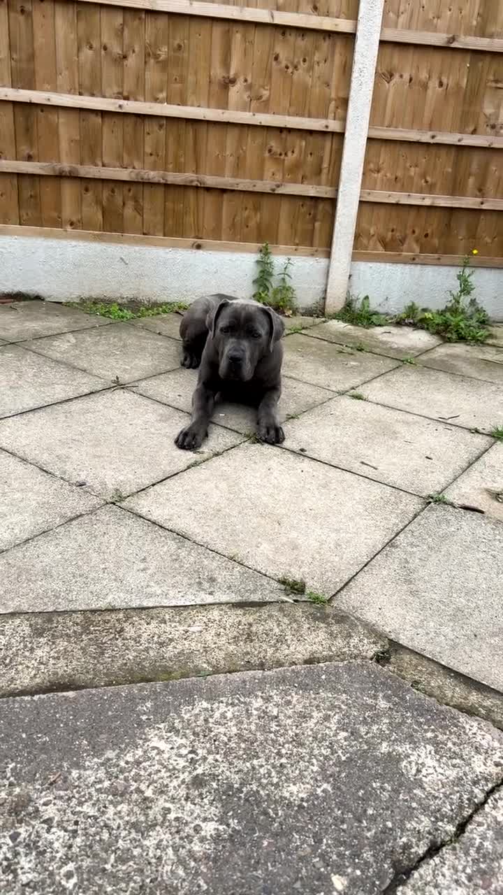 Cane Corso dogs for sale: KOBA Strajano Cereberus Cane Corso 9months old in Nottingham - Video 1