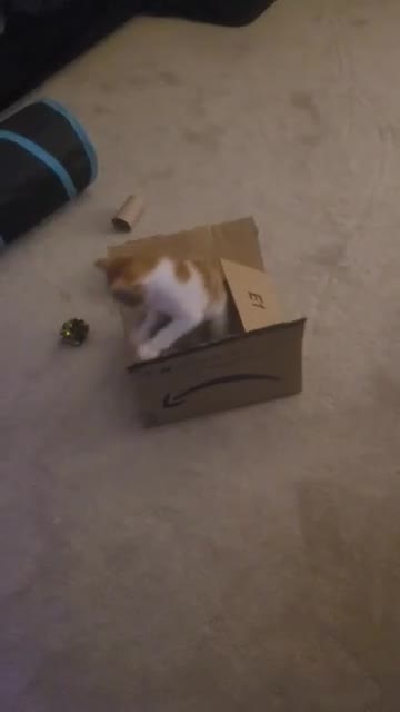 Mixed Breed cats for sale: Kitten - Video 1