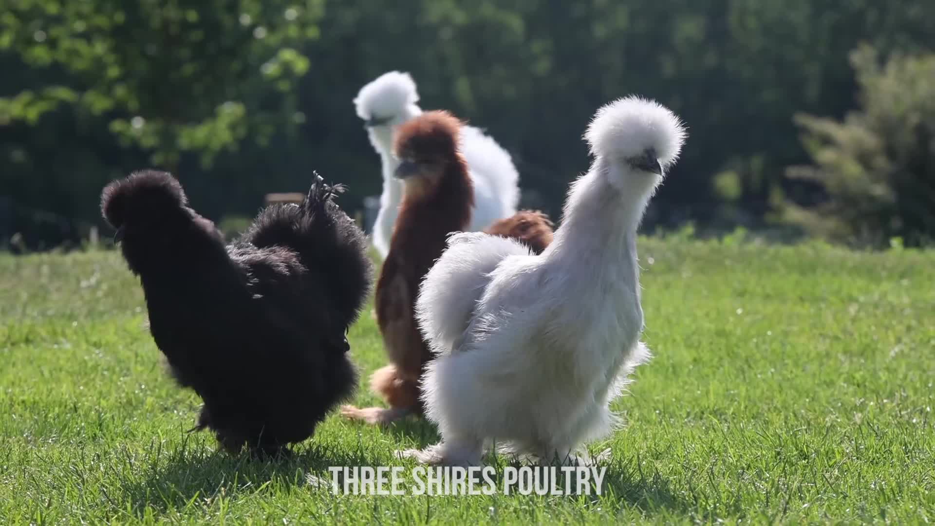 Chickens poultry for sale: Pekins, Polish, Silkies and other bantams - POL - Video 1
