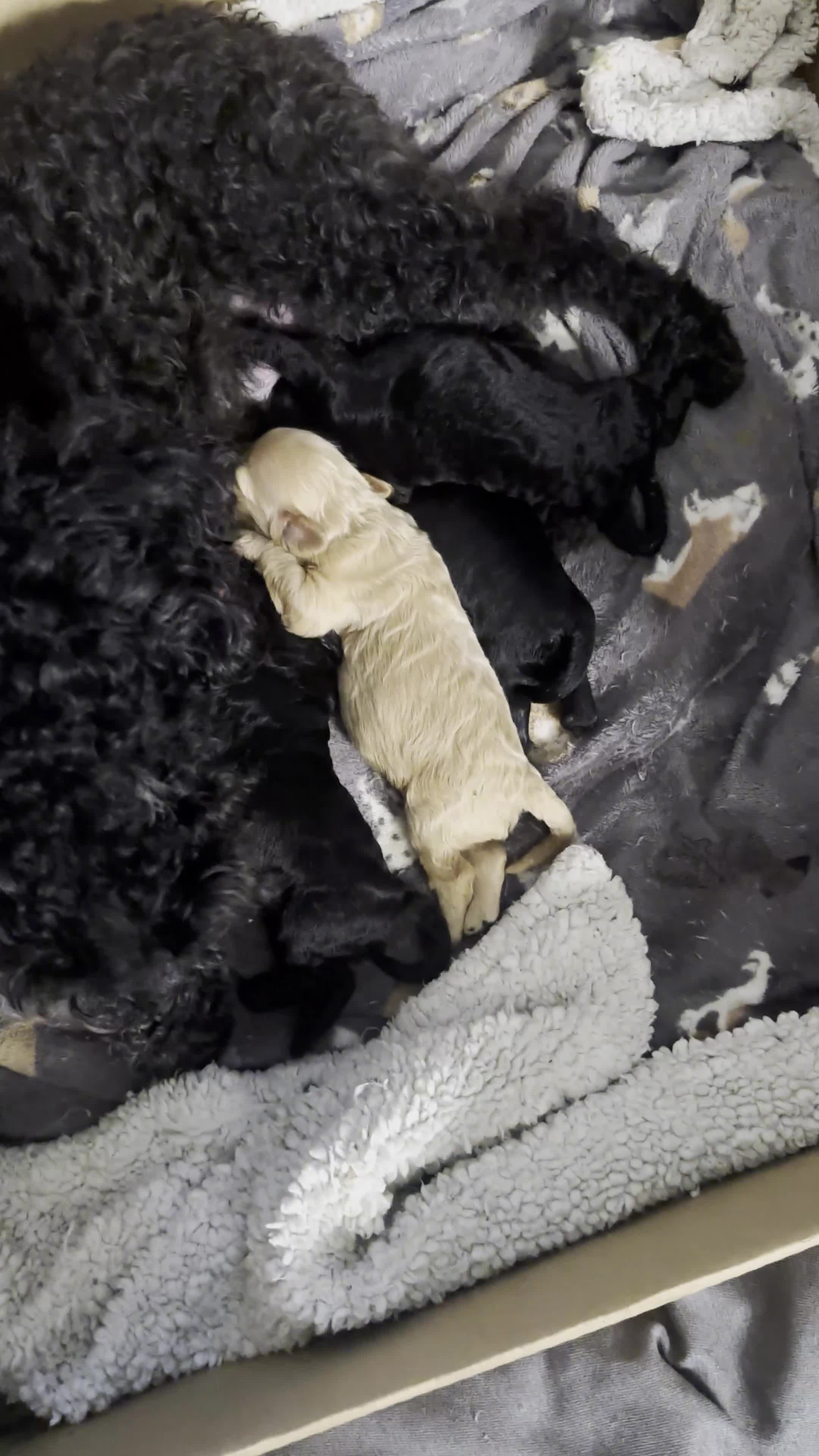 Cockapoo dogs for sale: Gorgeous Cockapoos for a loving home VHC REDUCED❗️ - Video 1