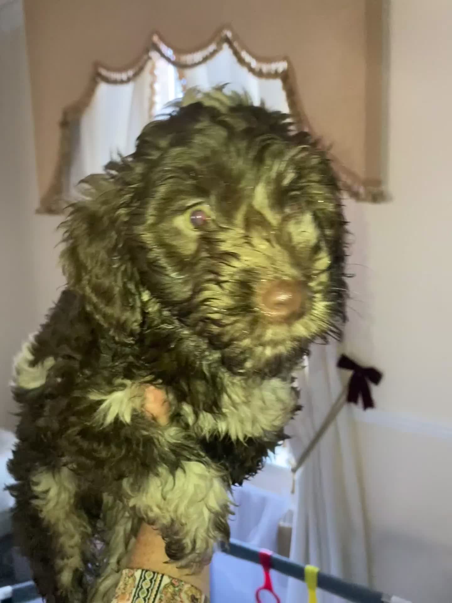 Cockapoo dogs for sale: Merle Cockapoos - Video 2