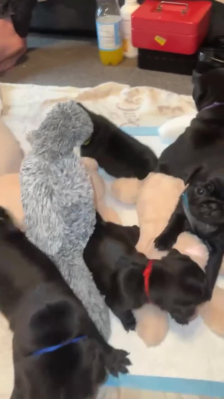 Pug dogs for sale: KCreg pug puppies for sale. - Video 5