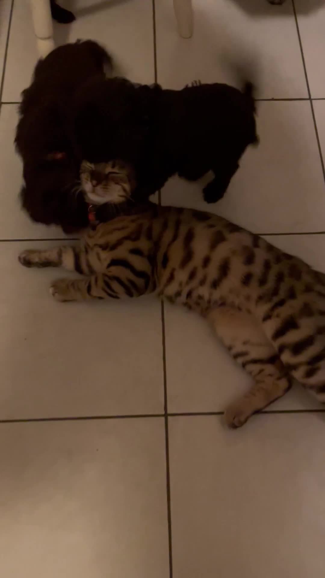 Miniature Poodle dogs for sale: Gorgeous Miniature Poodle puppies  - Video 1