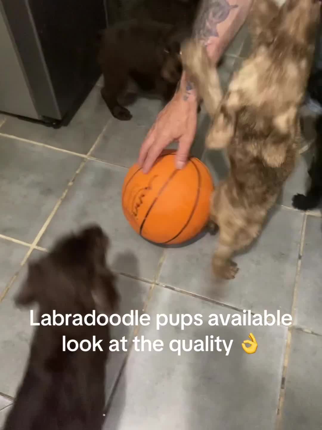 Labradoodle dogs for sale: £550 unreal pups 😊 F1 miniature labradoodles in South Shields - Video 1