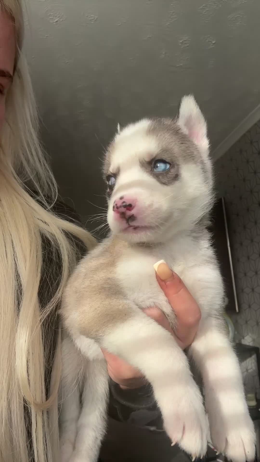 Siberian Husky dogs for sale: Husky puppies - Video 1