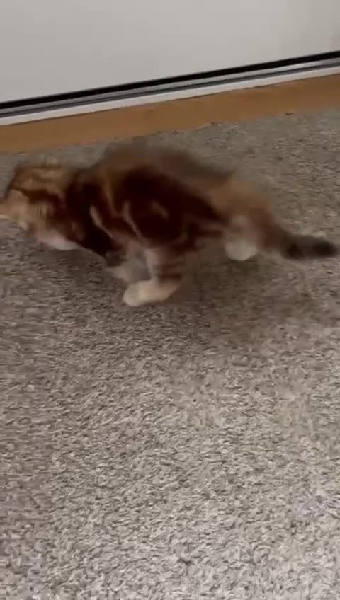 Siberian cats for sale: Beautiful purebred Siberian kittens-Hypoallergenic - Video 1
