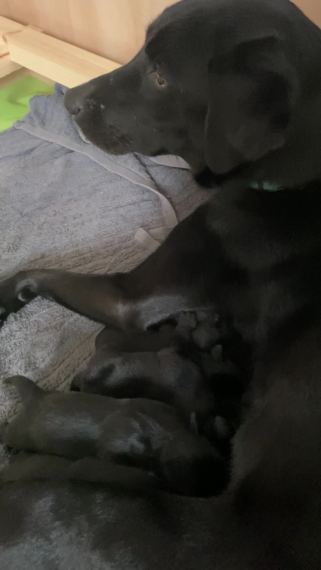 Labrador Retriever dogs for sale: Beautiful Black Labradors (option for training) in Launceston - Video 2