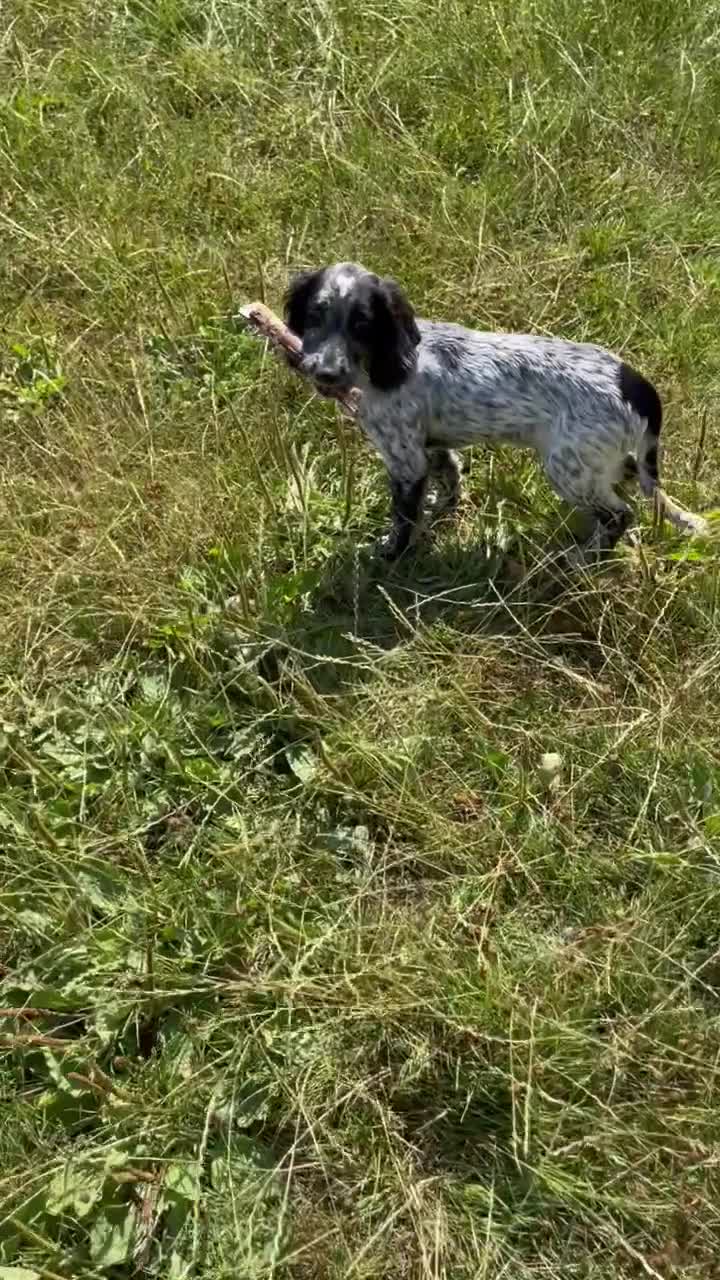 Sprocker dogs for sale: Sprocker pup - Video 3