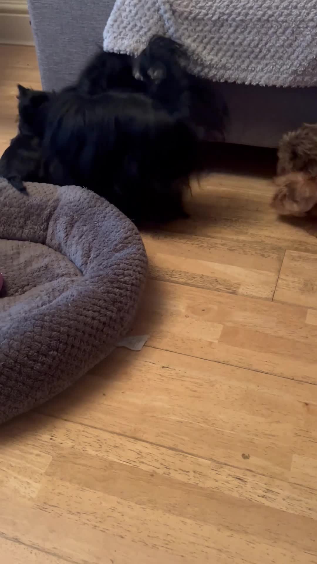 Biewer Terrier dogs for sale: Choco,black & ocean pearl Biewer Terrier - Video 2