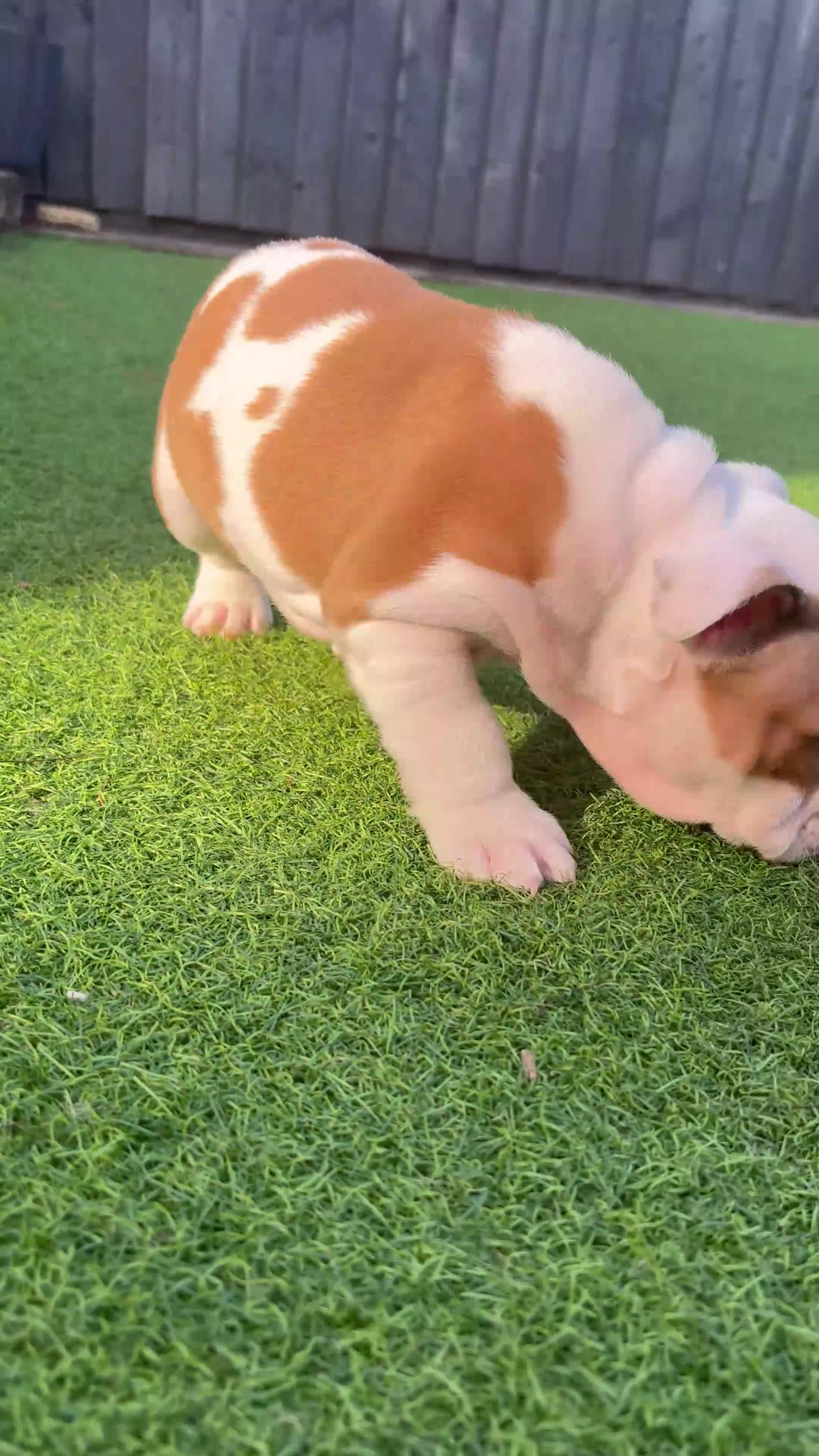 English Bulldog dogs for sale: 🔥READY NOW KC REG ENGLISH BULLDOG GIRL🔥 - Video 1