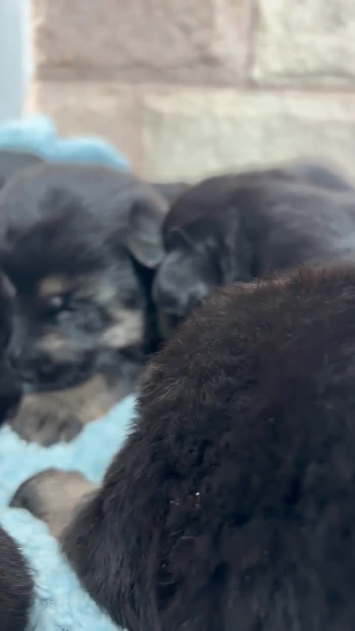 German Shepherd dogs for sale: Purebred big boned pedigree puppies - Video 1