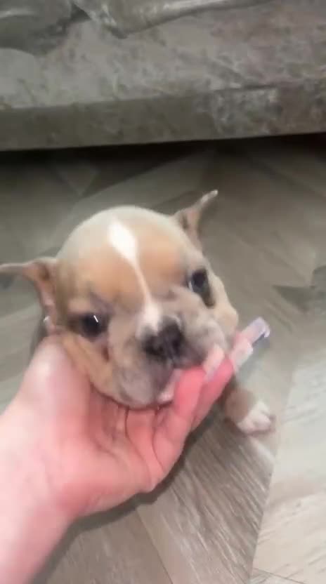 Mixed Breed dogs for sale: French pomerdogs  - Video 3