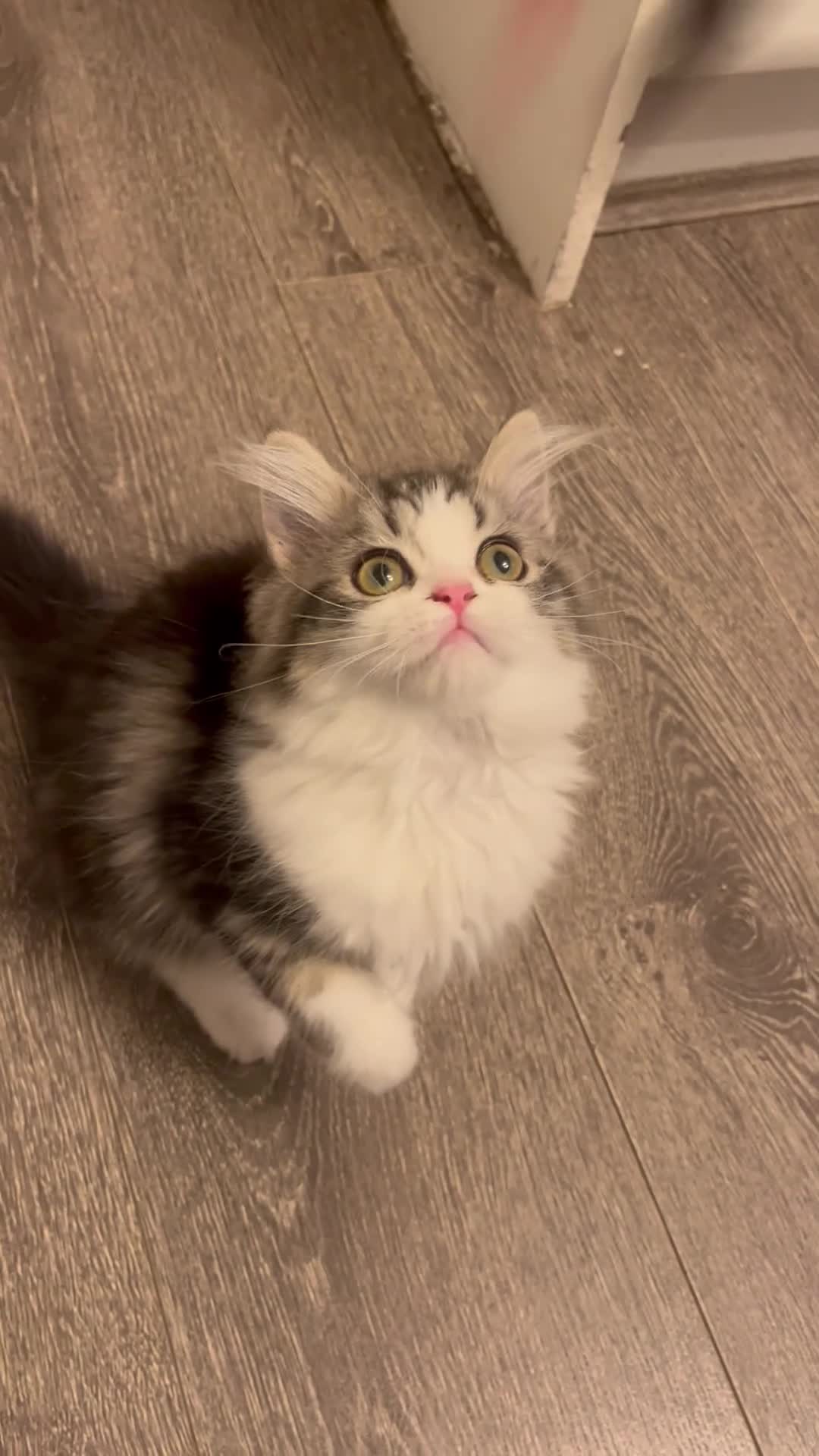 Maine Coon cats for sale: Beautiful Maine coon x Persian  - Video 1