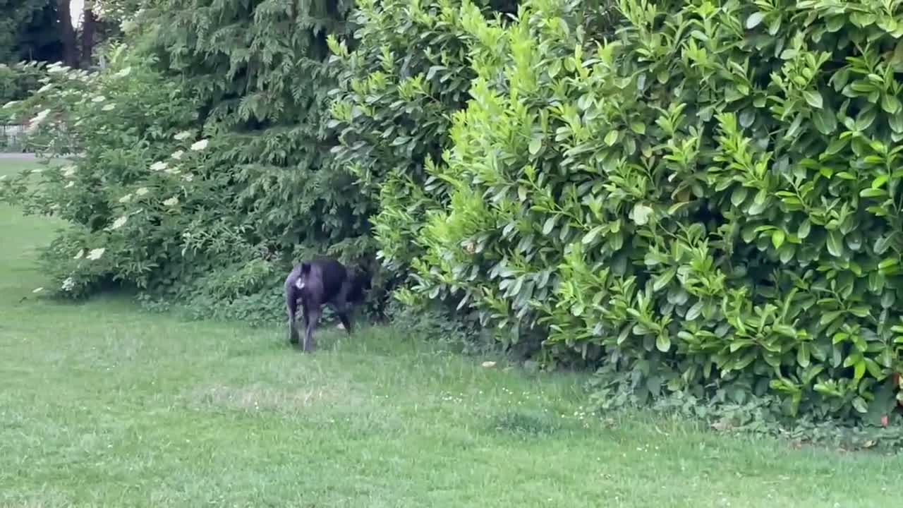 Cane Corso dogs for stud: Cane Corso for Stud in St Albans - Video 1
