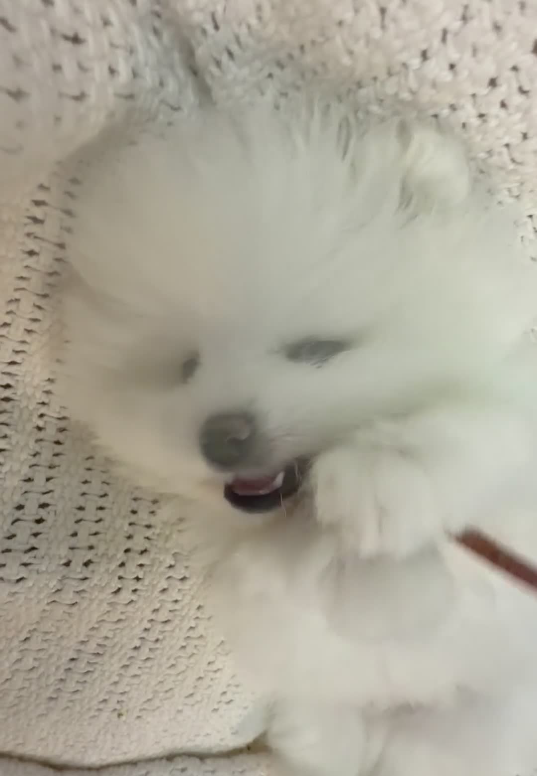 Pomeranian dogs for sale: 🌹Stunning KC white fluffy boy for a loving home🌹 - Video 1