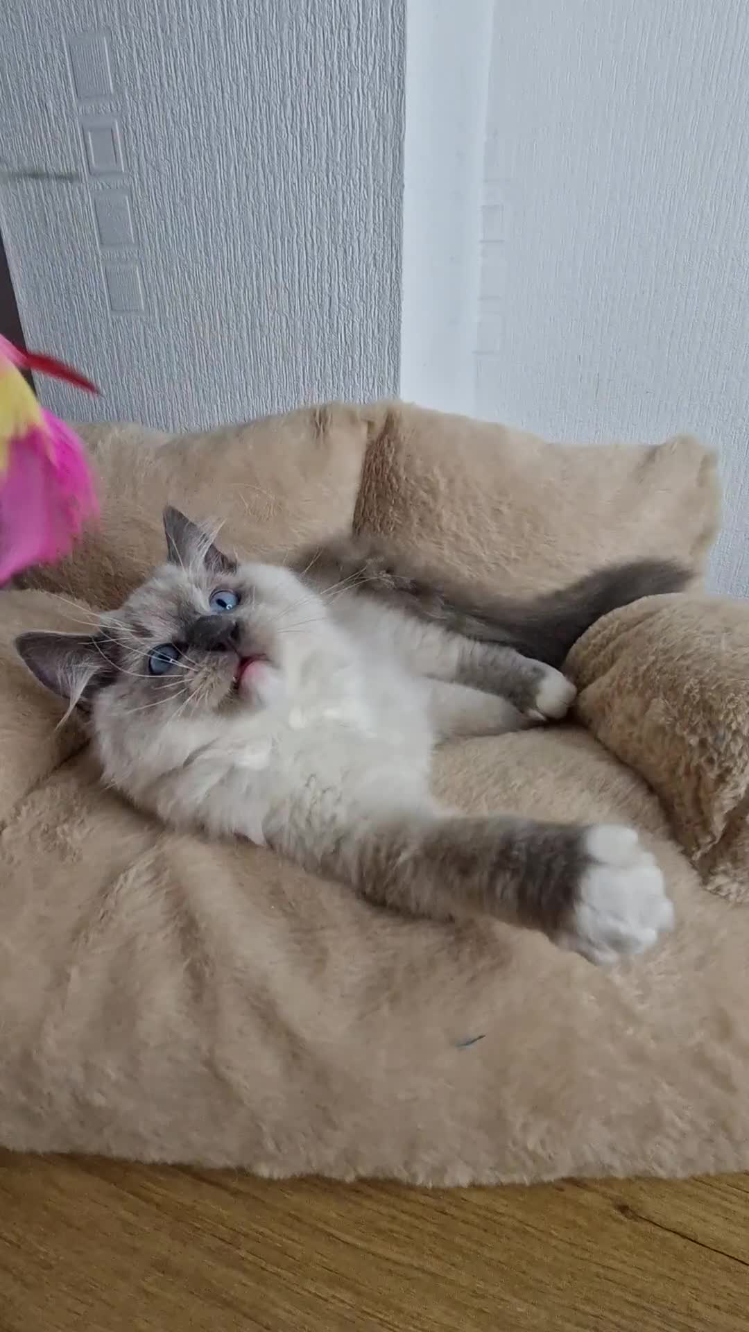 Ragdoll cats for sale: Ragdoll kittens  - Video 2