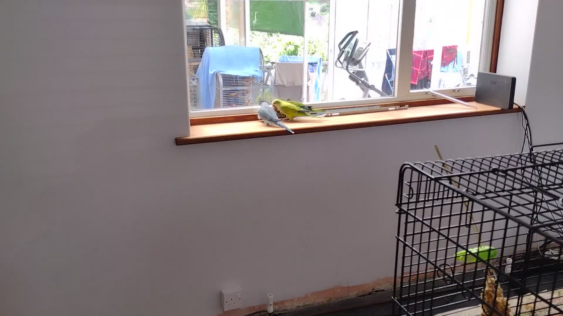Parakeets birds for sale: Beautiful Hand Reared Quaker Parakeet babies 9 wks - Video 2