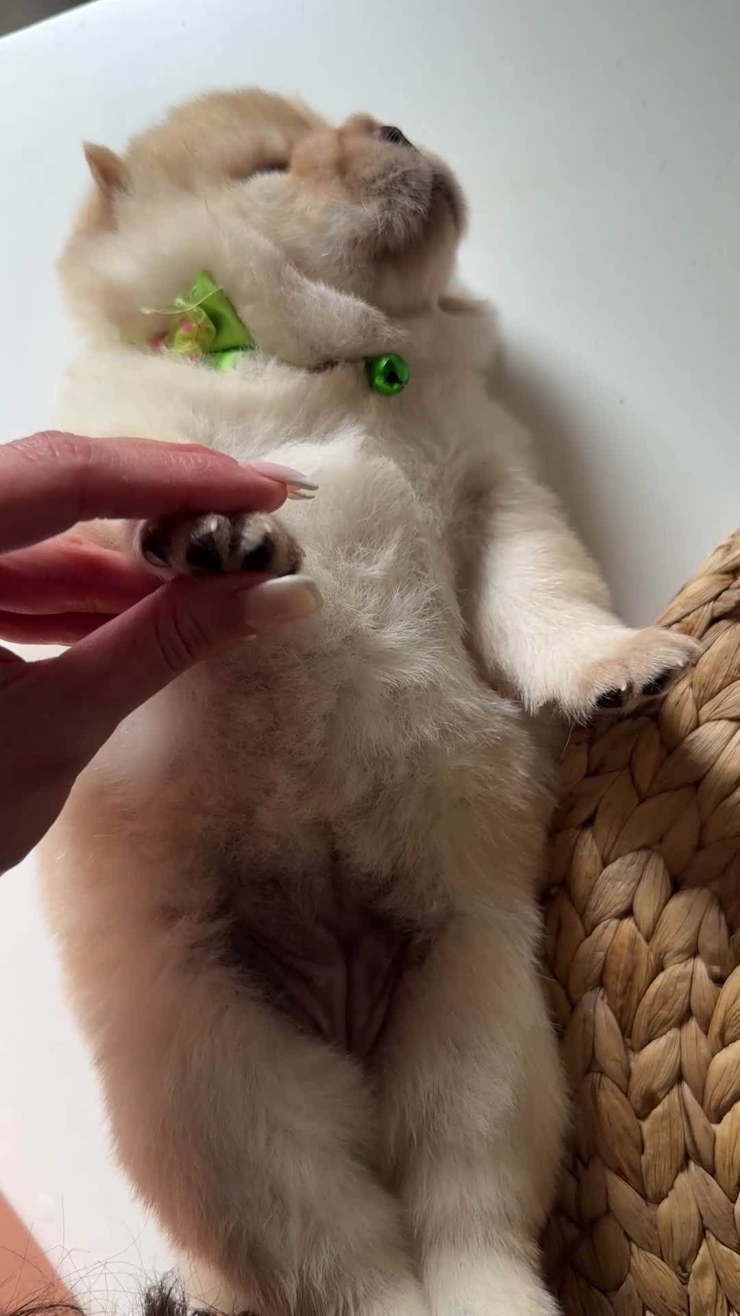 Chow Chow dogs for sale: ONE GIRL LEFT! Adorable Chow Chow Cubs 🐻  - Video 2