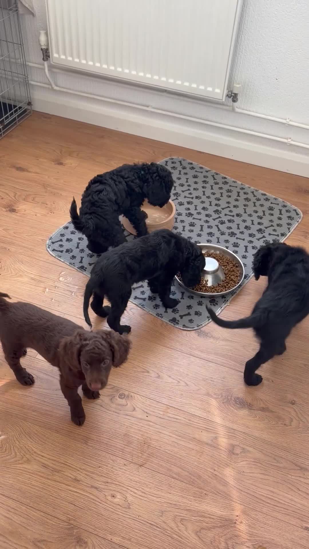 Cockapoo dogs for sale: Gorgeous Cockerpoo-Cross puppies, Mum+Dad our pets - Video 3