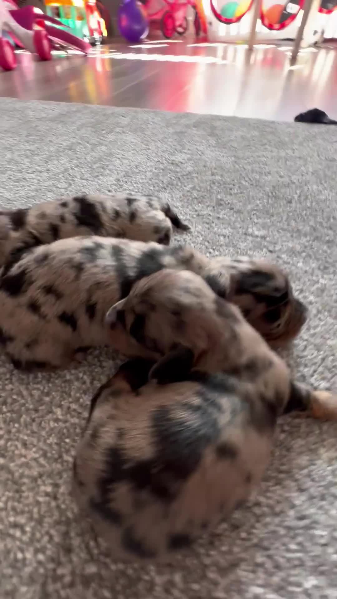 Miniature Dachshund dogs for sale: Miniature long haired dachshunds  - Video 1