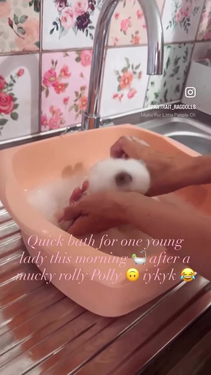 Ragdoll cats for sale: BOYS BOYS BOYS  - Video 3