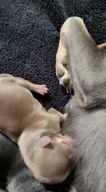 Chihuahua dogs for stud: Chocolate Tri  for stud in Ipswich - Video 1