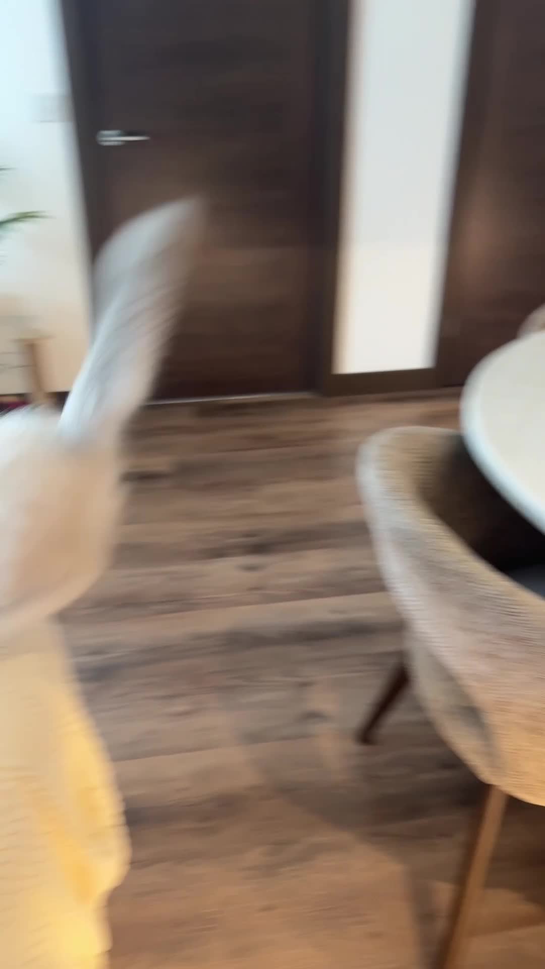 Ragdoll cats for sale: Beautiful Ragdoll kitten looking for loving home  - Video 1